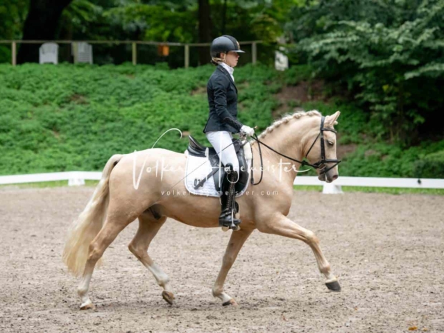 Landesponyturnier 3- und 4-Jährige 20