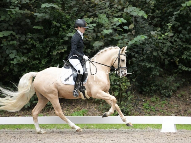 Landesponyturnier 3- und 4-Jährige 22