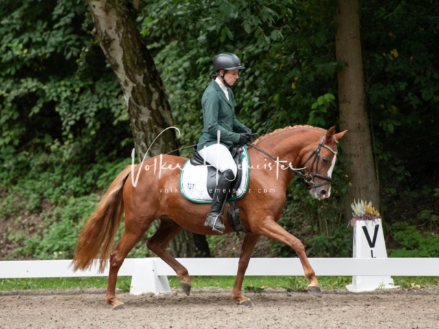 Landesponyturnier 3- und 4-Jährige 25