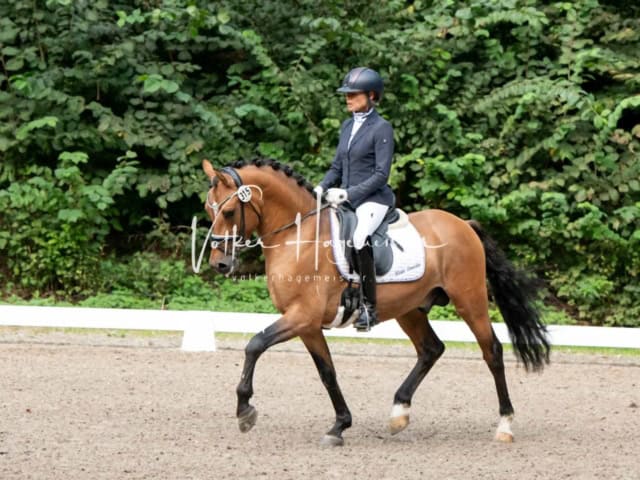 Landesponyturnier 3- und 4-Jährige 1