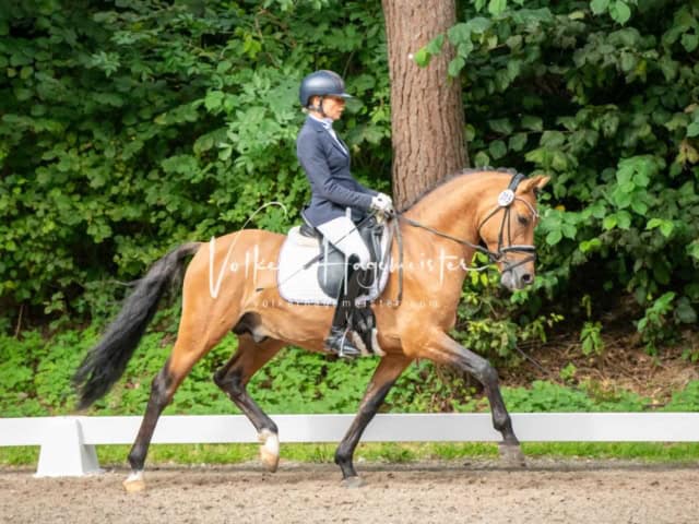 Landesponyturnier 3- und 4-Jährige 2