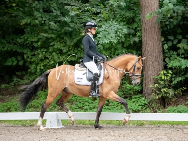 Landesponyturnier 3- und 4-Jährige 3