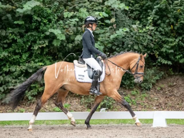 Landesponyturnier 3- und 4-Jährige 4