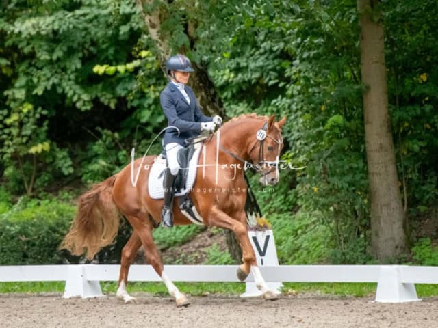 Landesponyturnier 3- und 4-Jährige 6