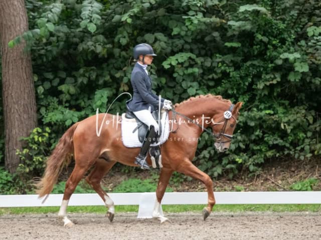 Landesponyturnier Sieger 3