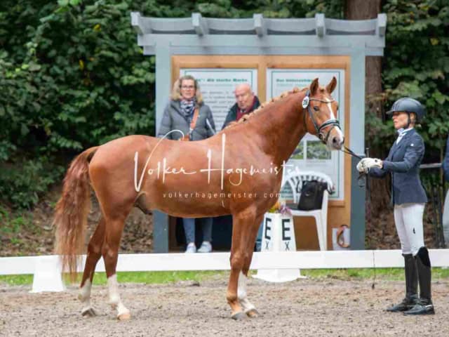 Landesponyturnier 3- und 4-Jährige 8