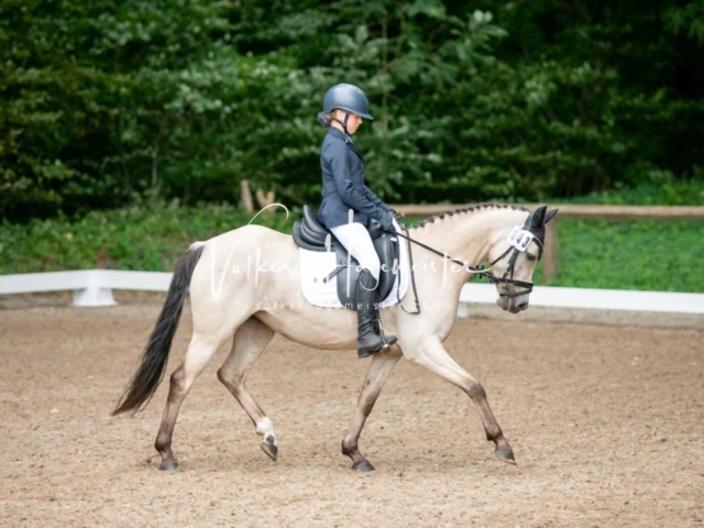 Landesponyturnier 3- und 4-Jährige 30