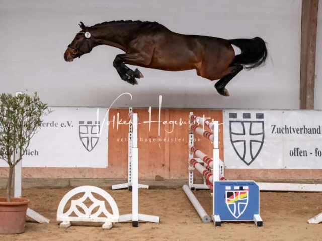 ZfdP Winterkörung Reitpferde 2