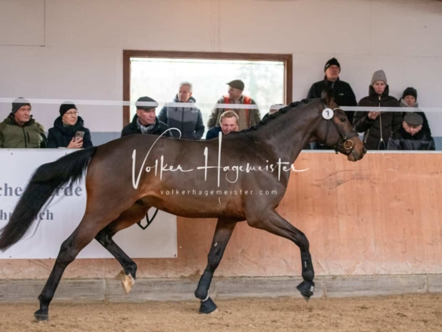 ZfdP Winterkörung Reitpferde 4
