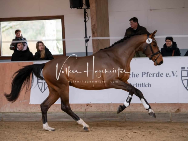 ZfdP Winterkörung Reitpferde 5