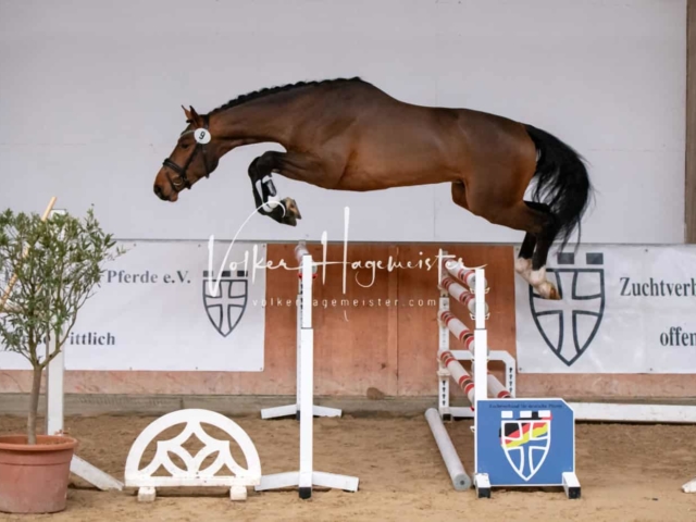 ZfdP Winterkörung Reitpferde 8