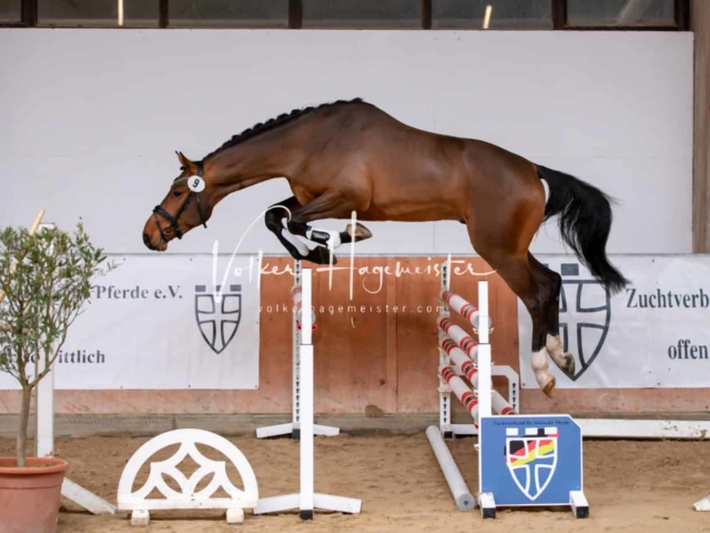 ZfdP Winterkörung Reitpferde 6