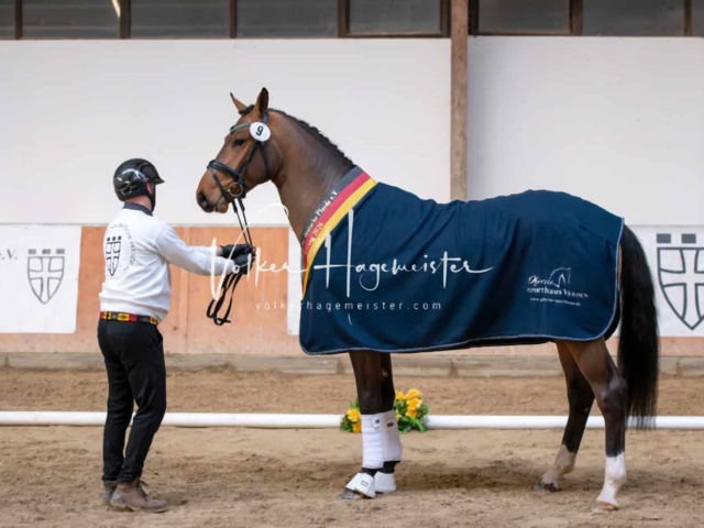 ZfdP Winterkörung Reitpferde 9