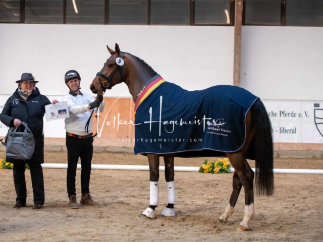 ZfdP Winterkörung Reitpferde 10