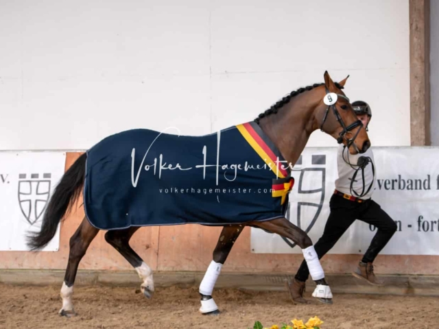 ZfdP Winterkörung Reitpferde 11