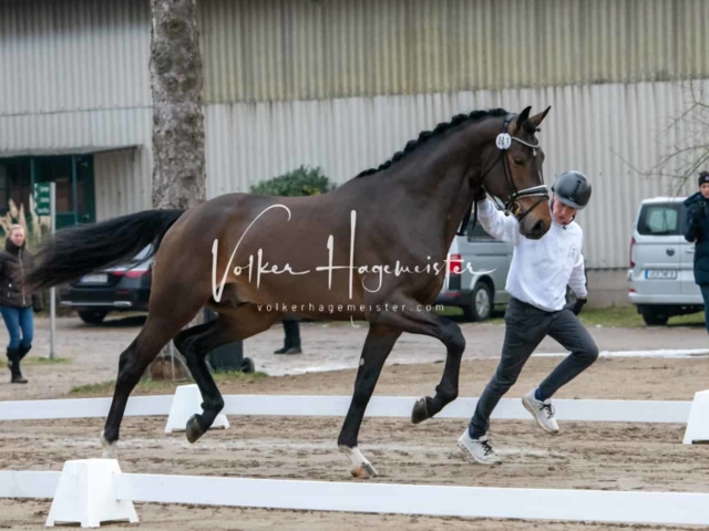 ZfdP Winterkörung Reitpferde 12