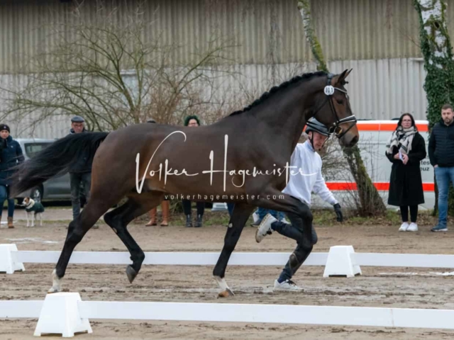 ZfdP Winterkörung Reitpferde 13