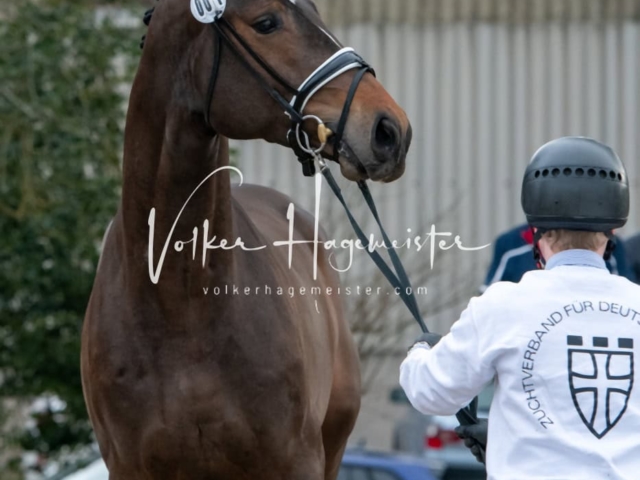 ZfdP Winterkörung Reitpferde 14