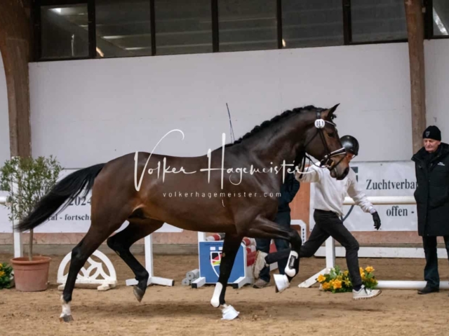 ZfdP Winterkörung Reitpferde 15