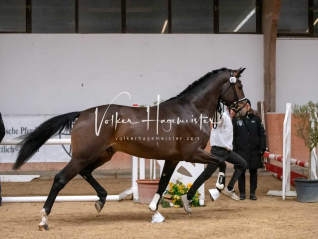 ZfdP Winterkörung Reitpferde 17