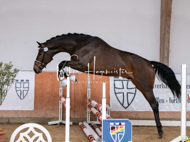 ZfdP Winterkörung Reitpferde 18