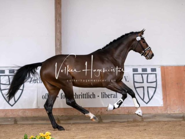 ZfdP Winterkörung Reitpferde 19