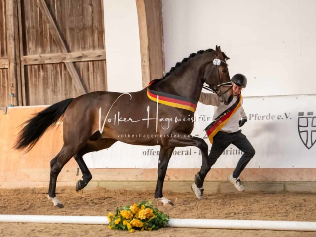 ZfdP Winterkörung Reitpferde 22