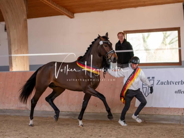 ZfdP Winterkörung Reitpferde 23