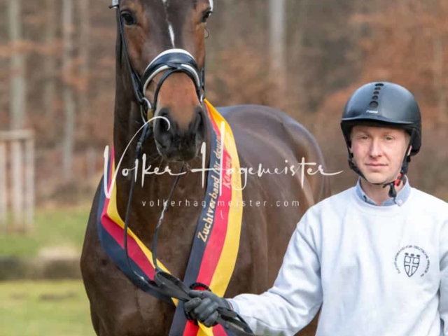 ZfdP Winterkörung Reitpferde 24