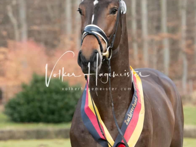 ZfdP Winterkörung Reitpferde 25