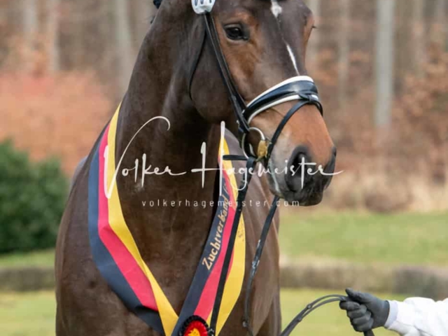 ZfdP Winterkörung Reitpferde 26