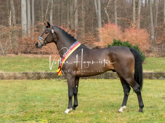 ZfdP Winterkörung Reitpferde 27