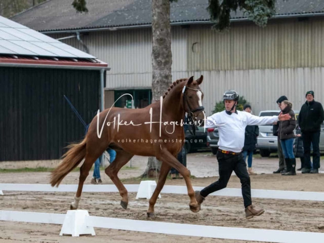 ZfdP Winterkörung Reitpferde 30