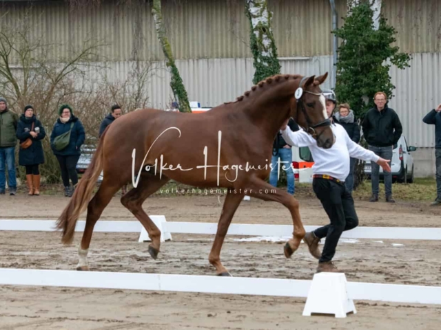 ZfdP Winterkörung Reitpferde 1