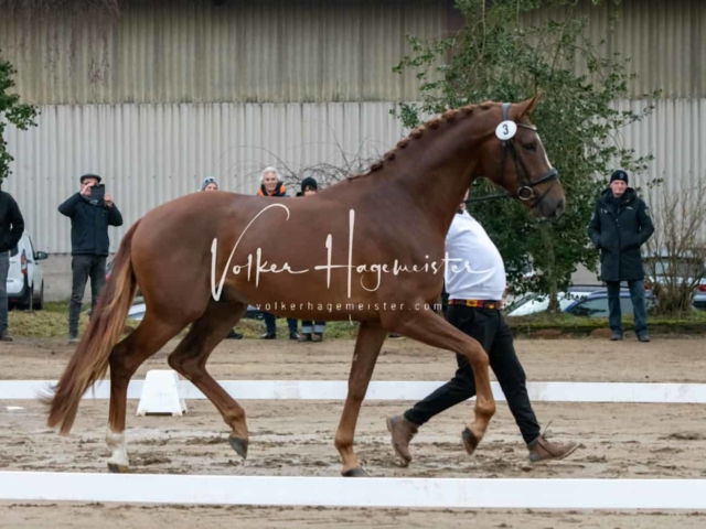 ZfdP Winterkörung Reitpferde 2