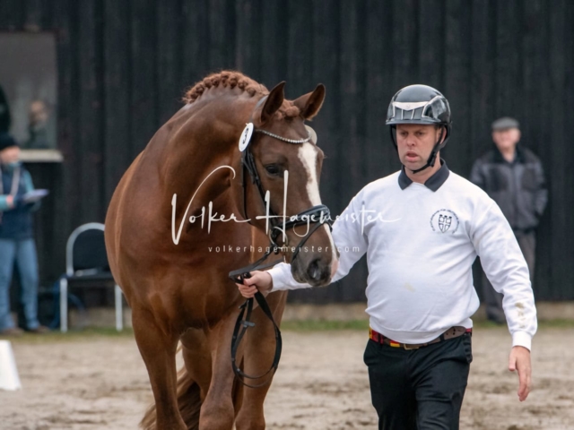 ZfdP Winterkörung Reitpferde 3