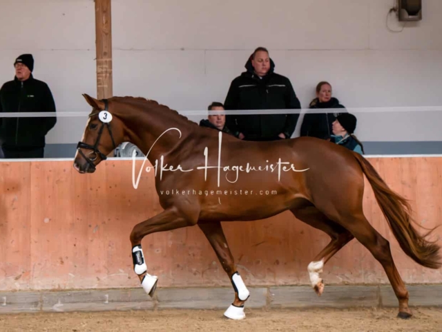 ZfdP Winterkörung Reitpferde 4