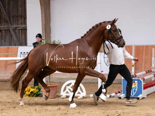ZfdP Winterkörung Reitpferde 5