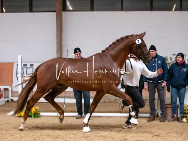 ZfdP Winterkörung Reitpferde 6