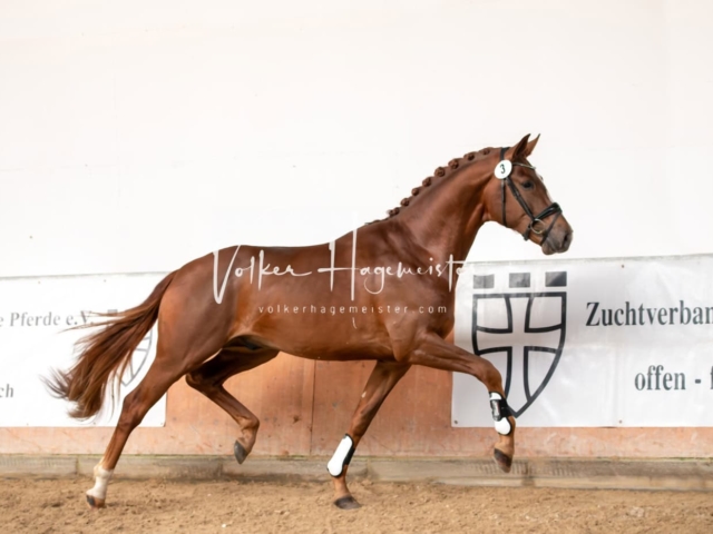 ZfdP Winterkörung Reitpferde 7