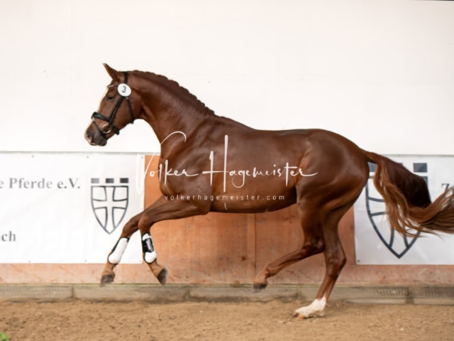 ZfdP Winterkörung Reitpferde 8