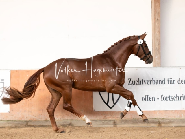 ZfdP Winterkörung Reitpferde 9