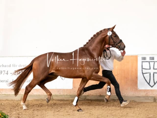 ZfdP Winterkörung Reitpferde 10