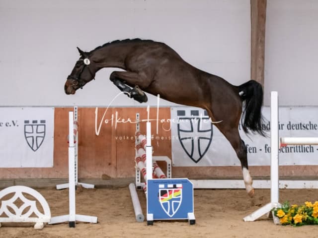 ZfdP Winterkörung Reitpferde 22