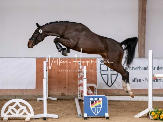 ZfdP Winterkörung Reitpferde 23
