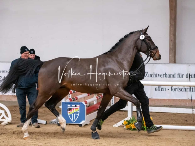 ZfdP Winterkörung Reitpferde 24