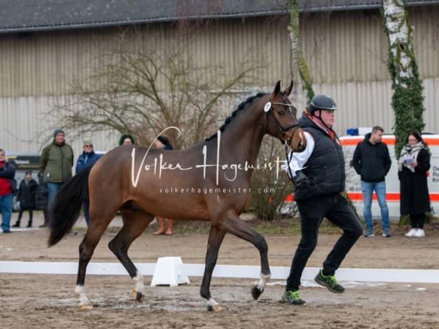 ZfdP Winterkörung Reitpferde 23