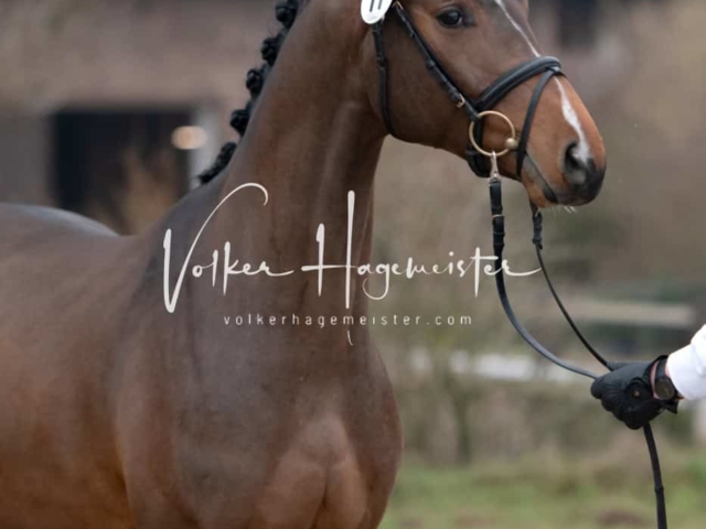 ZfdP Winterkörung Reitpferde 24