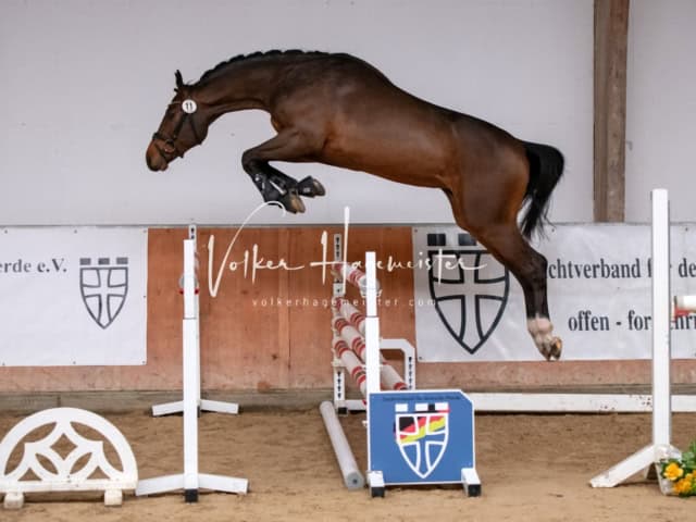 ZfdP Winterkörung Reitpferde 25