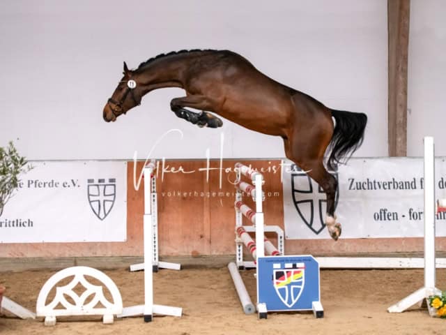 ZfdP Winterkörung Reitpferde 26